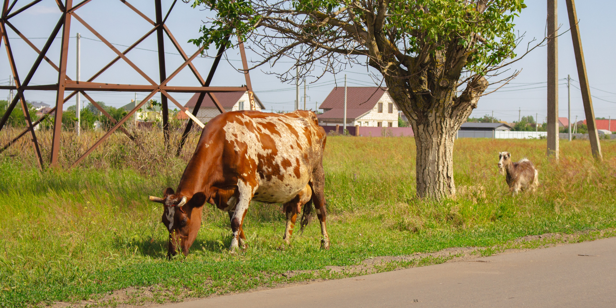 A cow and a goat freely roaming on the side of the road, grazing and eating grass.